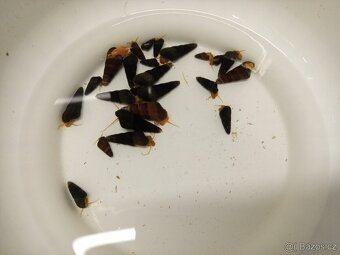 Krevetky caridina dennerli sulawesi - 3