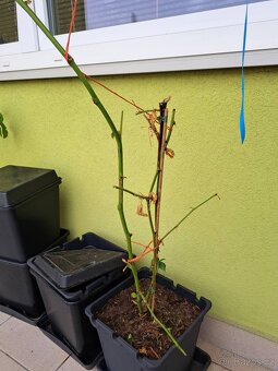 Různé květináče - 3