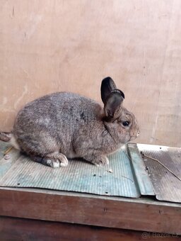 Vídeňský šedý  samci i samice - 3