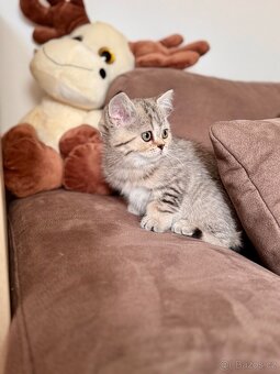 Skotská klapouchá kočka, scottish straight s PP - 3