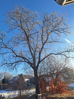 Vlašské ořechy neloupané - 3