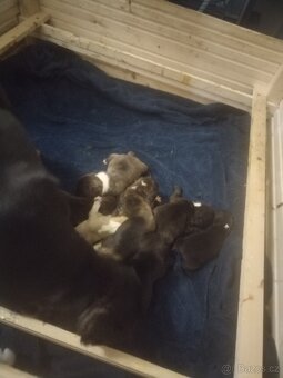 Francouzský buldoček - 3