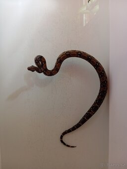 Užovka červená , Hroznýš kralovský - 3