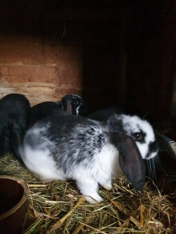 Francouzský beran - 3