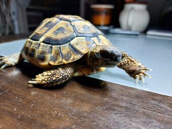 Želva zelenavá - 3