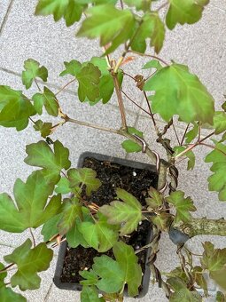 Bonsai, Bonsaj, jamadori, javor babyka - 3