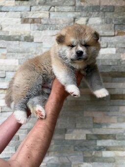 Akita Inu s průkazem původu FCI & AKIHO - 3