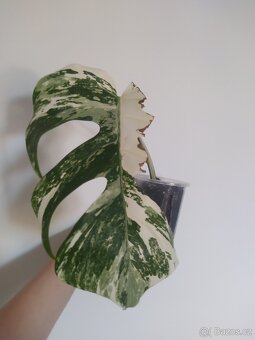 Monstera Albo Variegata - 3