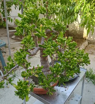 Tlustice - bonsai - Stáří cca 45 let - 3
