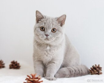 Britská koťátka s PP - 3