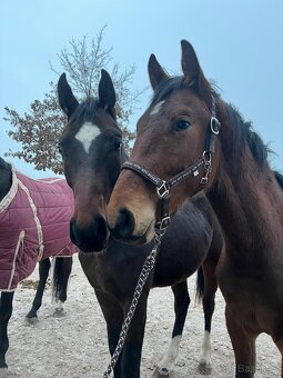 Prodám valacha ČT - 3