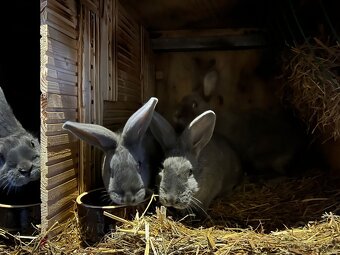 Moravský modrý - 3