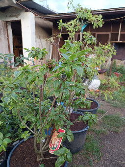 Azalka vekokvětá - 3