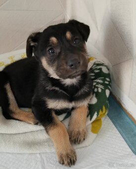 Německý Ovčák - 3