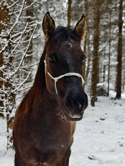 Krásná Grullo Klisna - 3