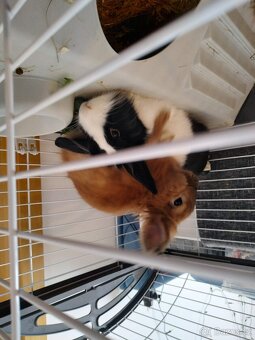 🐰🐰 Daruji pár zakrslých králíků – Leo a Lilu + klec a přís - 3