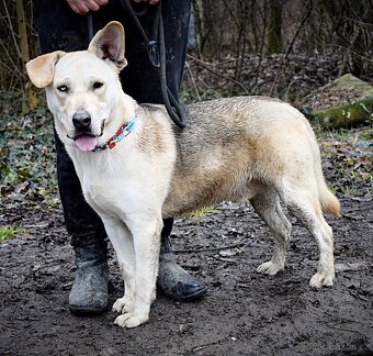 DELISO K ADOPCI - 2 ROKY, HODNÝ, KLIDNÝ,KONTAKTNÍ - 3