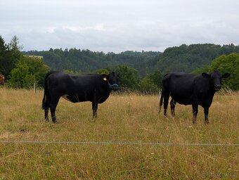 Prodám jalovici 75% Aberdeen Angus - 3