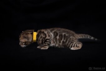 Bengálská hnědá kočička s PP - 3