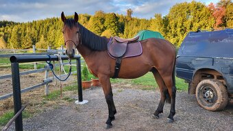 🐴 Na prodej – mladý valach s milionovou povahou 🐴 - 3