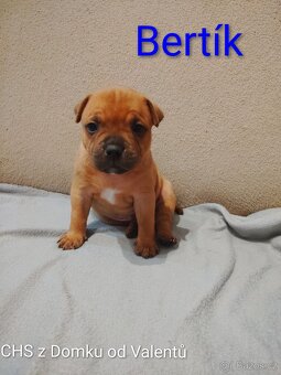 Štěňátka stafordšírský bulteriér s PP - 3