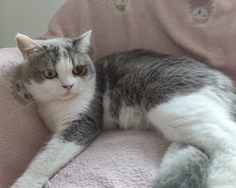 Britská koťátka modrá bicolor - 3