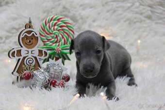 Italský chrtík - 3