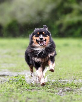 Austrálsky ovčák/krytie/ - 3