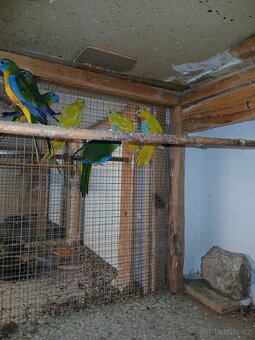 Neofema tyrkysova - 3