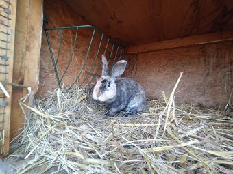 Zakrslí králíčci - 3