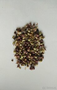 Česnek ořešec - Allium scorodoprasum 200 cibulek 50 Kč - 3
