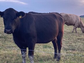 Býk jatečný Aberdeen Angus BIO - 3