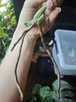 Monstera alba č.2 - 3