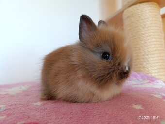 Zakrslí králíci teddy, lvíček, krátkosrstý - očkovaní - 3