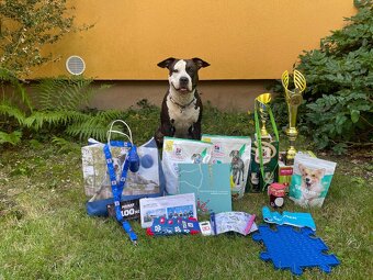 🐾 Americký stafordširský teriér – štěňátka s PP k rezervaci - 3