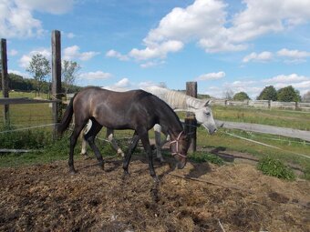 Prodám roční klisnu - 3