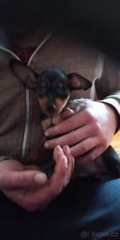 Trpasličí pinč - 3