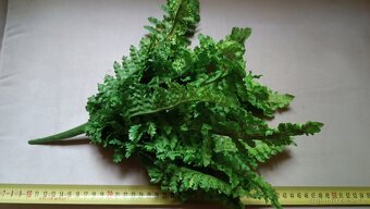 Umělé kapradí - 3