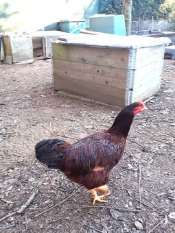 Rodajlendka červená - 3