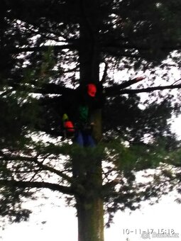 Kácím stromy a řežu dřevo - 3