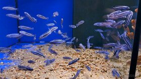 Tlamovci Malawi... Melanochromis maingano - 3