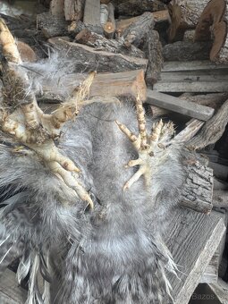 Hedvábníčky velké vousatá krahujci kohout holokrký - 3