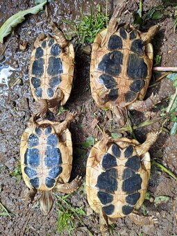 Dva páry Testudo Hermanni Hermanni - 3