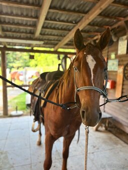 Dvouletý valach QH cutting - 3