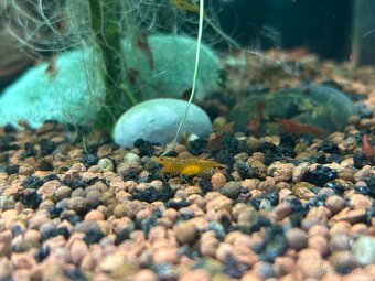 Sladkovodní krevetky – barevný mix Neocaridina (Černošice) - 3