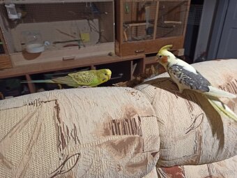 Samička andulky - 3