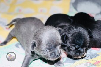 Čivava s PP k rezervaci - 3