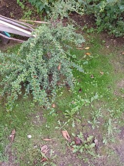 Sazenice rostlin - 3