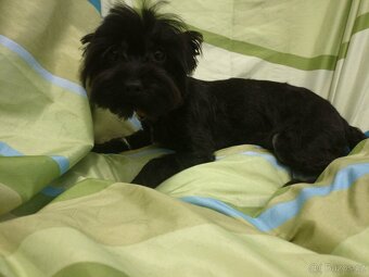 jorksirsky terier - 3