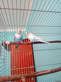 Andulky - 3